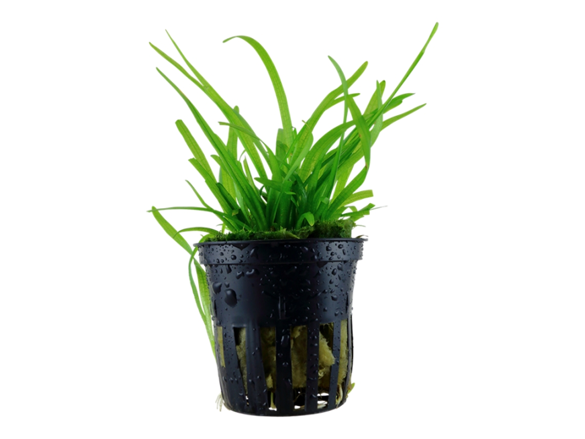 Sagittaria Subulata