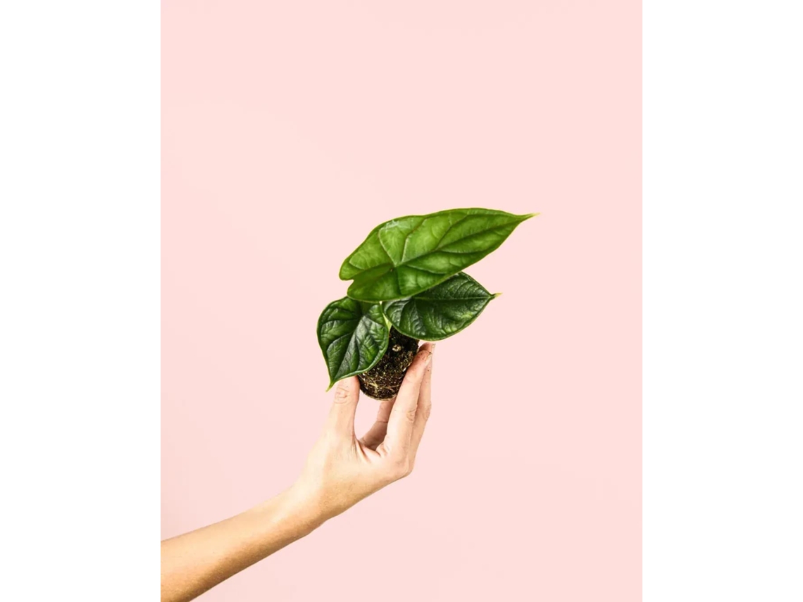 Alocasia Dragon Scale | Planta Natural Tropical De Interior Exótica E Resistente | Pur Plant