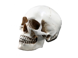 2026 modelo Réplica de Calavera Humana em Resina Anatomica Médica para Ensino e Decoração