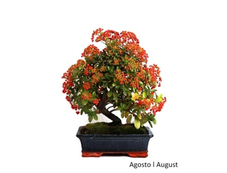 Bonsai Pyracanta de 17 Anos LUSO BONSAI