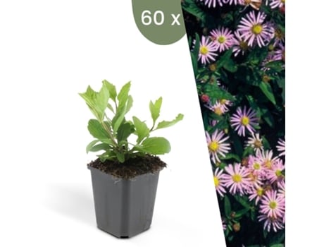 | 60 Plantas De Aster | Aster Ageratoides Asran | Cobertura Do Solo Hardy | Perenes Hardy | Plantas De Jardim Hardy Plants By Frank