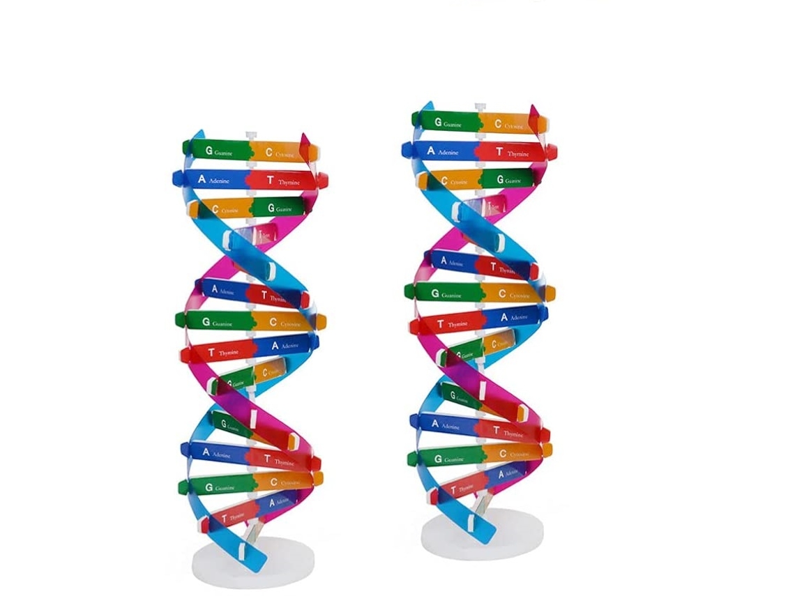 Kit de Modelo de Dna de 2 PeçasGenes de Hélice Dupla Modelos de Dna Popularização de Ciências Biológicas Auxiliares de Ensino JEDBESETZT