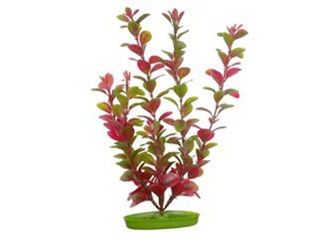 Aquascaper Pequeno Ludwigia 