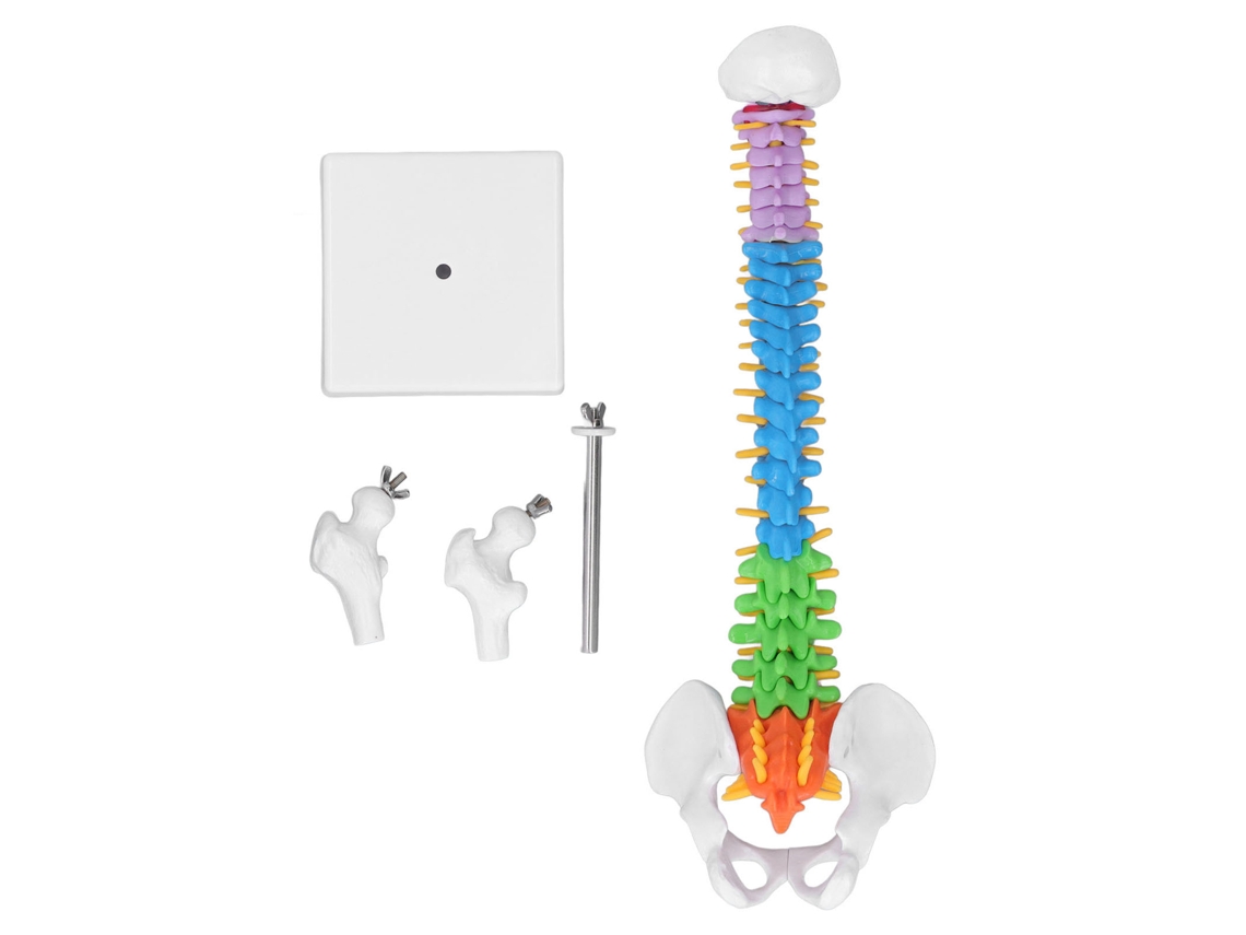Modelo de Coluna Vertebral PVC 45cm com Ossos Femur | S/MARCA