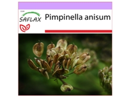 SAFLAX Anis Pimpinella Anisum 200 Sementes