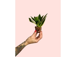 Sansevieria Golden Mini 5 Cm | Língua De Sogra Compacta | Pur Plant