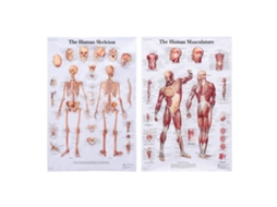 Produto Humano Músculo E Esqueleto