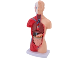Modelo Anatômico Interativo do Corpo Humano, 15 Peças. Ferramenta de Aprendizagem para Estudantes. SFUSHOS