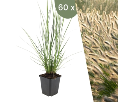 | 60 Plantas De Grama De Lamparina | Pennisetum Alopecuroides Hameln | Cobertura Do Solo Hardy | Perenes Hardy | Plantas De Jardim Plants By Frank