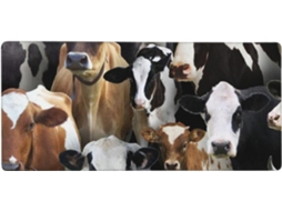 Mousepad para Computador de Grande Formato com Estampa Vacas Leiteiras, 40 X 90 Cm, Base Borracha Antiderrapan