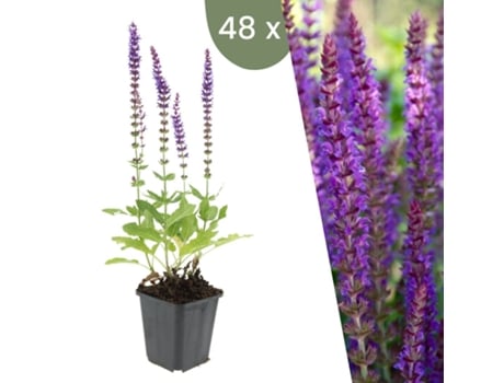 | 48 Plantas De Sálvia | Salvia Nemorosa Ostfriesland | Cobertura Do Solo Hardy | Perenes Hardy | Plantas De Jardim Hardy Plants By Frank