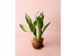 Planta Sansevieria Moonshine M, vaso Ø12 cm