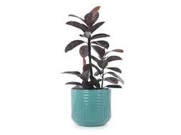 Vaso Grande De Cerâmica Ø42cm, Esmaltado Artesanal Turquesa-verde Com Ranhuras Geométricas, Respirável, Anti-gelo E Drenagem, Palmeiras E Ficus