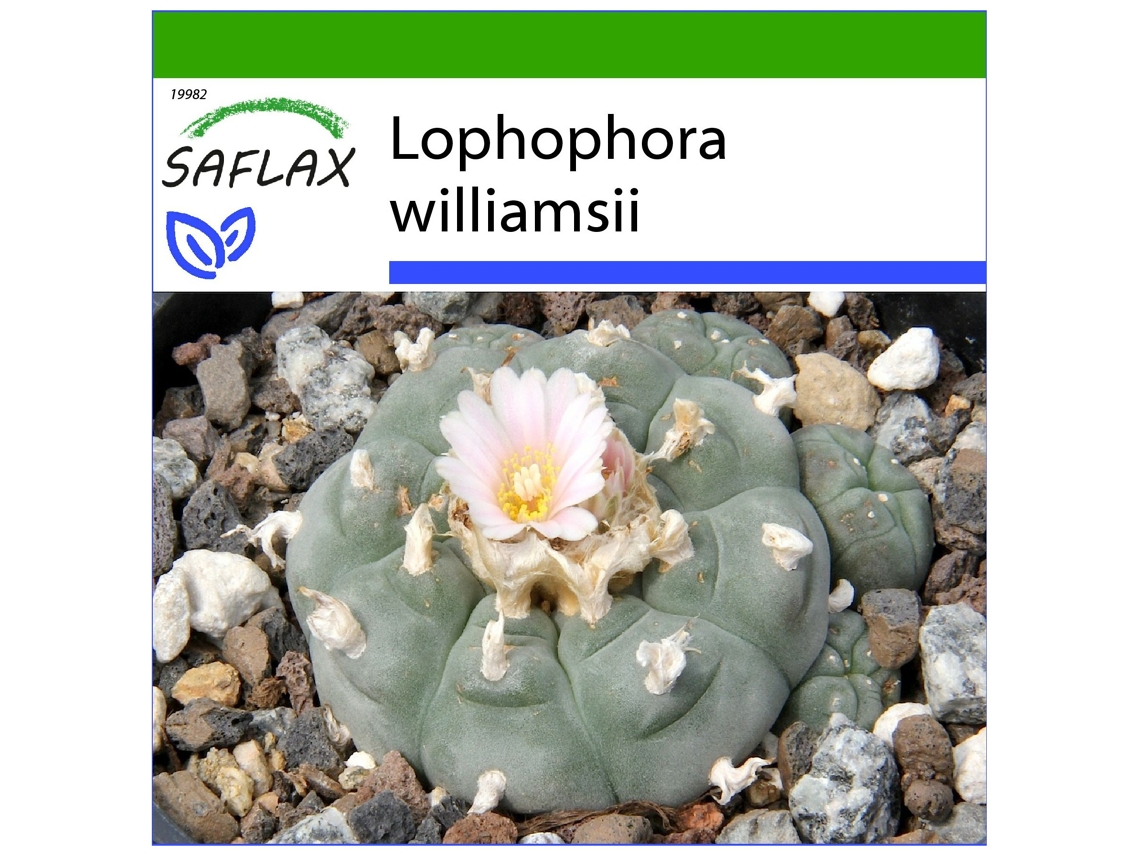 SAFLAX Cacto Peyotl Lophophora Williamsii 20 Sementes com Substrato de Cultivo Livre de Germes