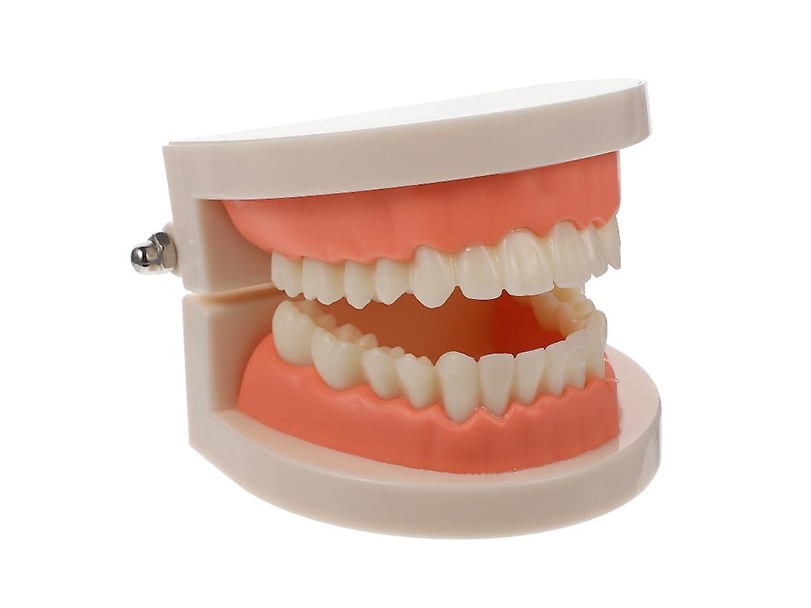1pcs Modelo De Escovação De Dentes Allinless