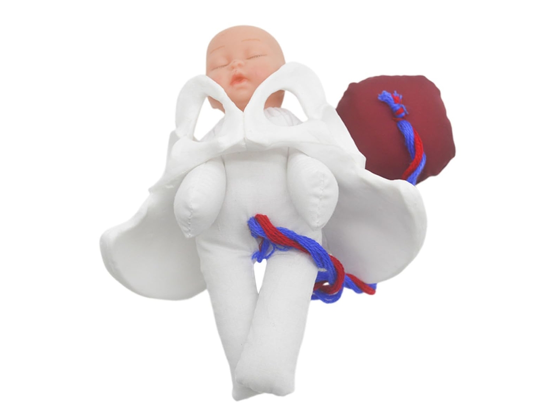 Modelo Anatômico Em Pvc Da Pelve Durante A Gravidez, Com Placenta E Cordão Umbilical.