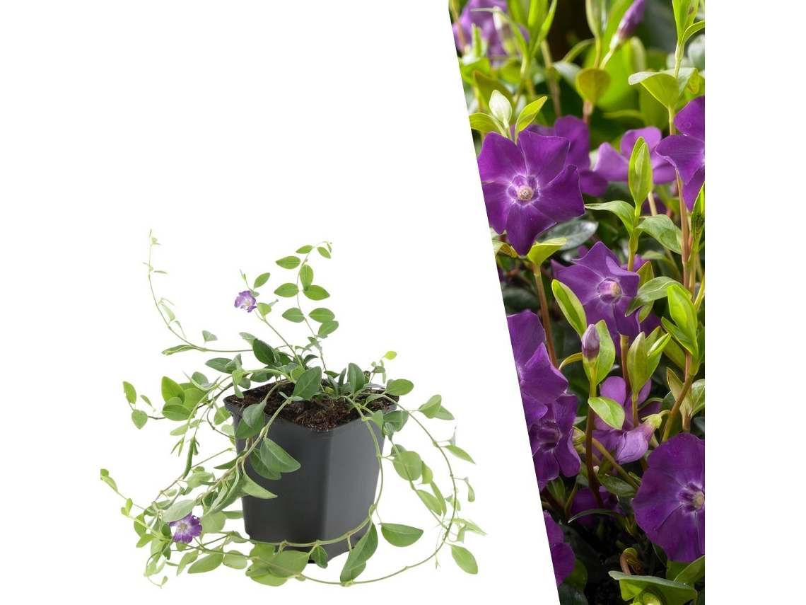 60 Plantas de Pervinca Roxa, Vinca Minor 'atropurpurea', Cobertura Resistente, Perenes, Jardim PLANTS BY FRANK