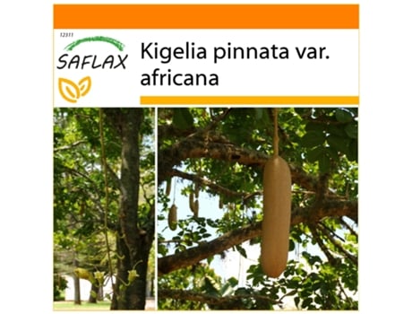 SAFLAX Garden In The Bag Árvore de Salsicha Kigelia Pinnata Var. Africana 10 Sementes com Substrato de Cultivo em Saco Prático e Automontante