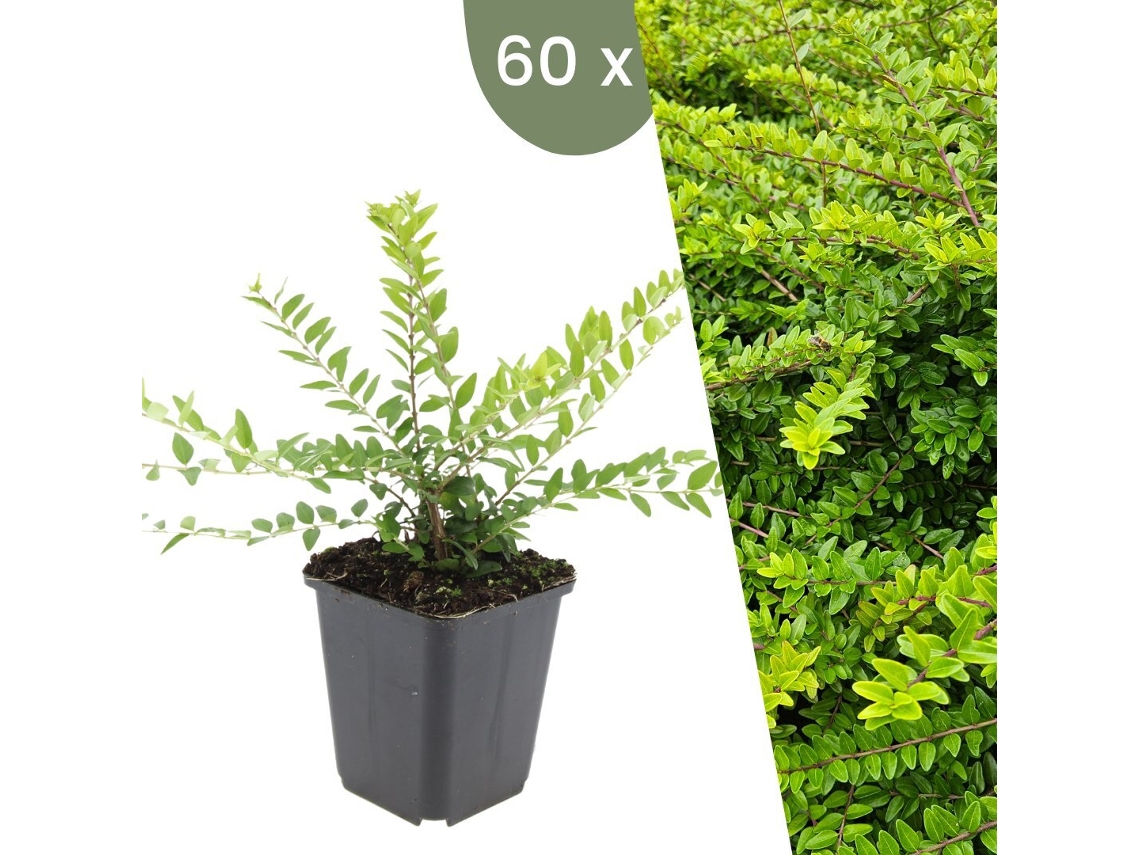 | 60 Plantas De Madressilva | Lonicera Nitida Maigrün | Cobertura Do Solo Hardy | Perenes Hardy | Plantas De Jardim Hardy Plants By Frank