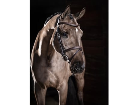 Cabeçada para Cavalos LEMIEUX Arika Flash