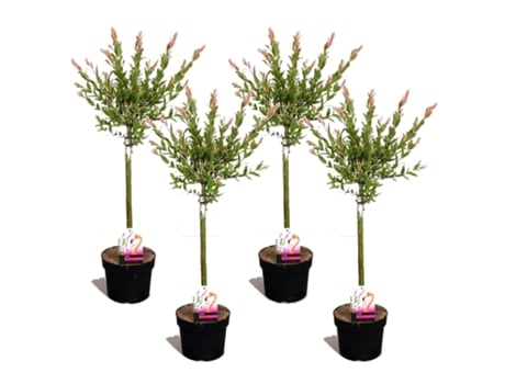 Arbustos PLANT IN A BOX Salixintegra ´Flamingo' Conjunto de 4 Pote 17Cm Altura 60-80Cm