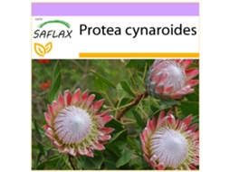 SAFLAX Rei Protea Protea Cynaroides 5 Sementes