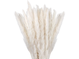 Lote De 30 Flores Secas Naturais 45cm Brancas,flor De Pampa Para Decorar Sala,quarto,interior,casa,cozinha,varanda (vaso Não Incluído)