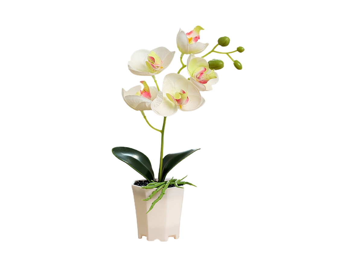 Planta de orquídea Phalaenopsis com vaso para decoração LAXISCREED
