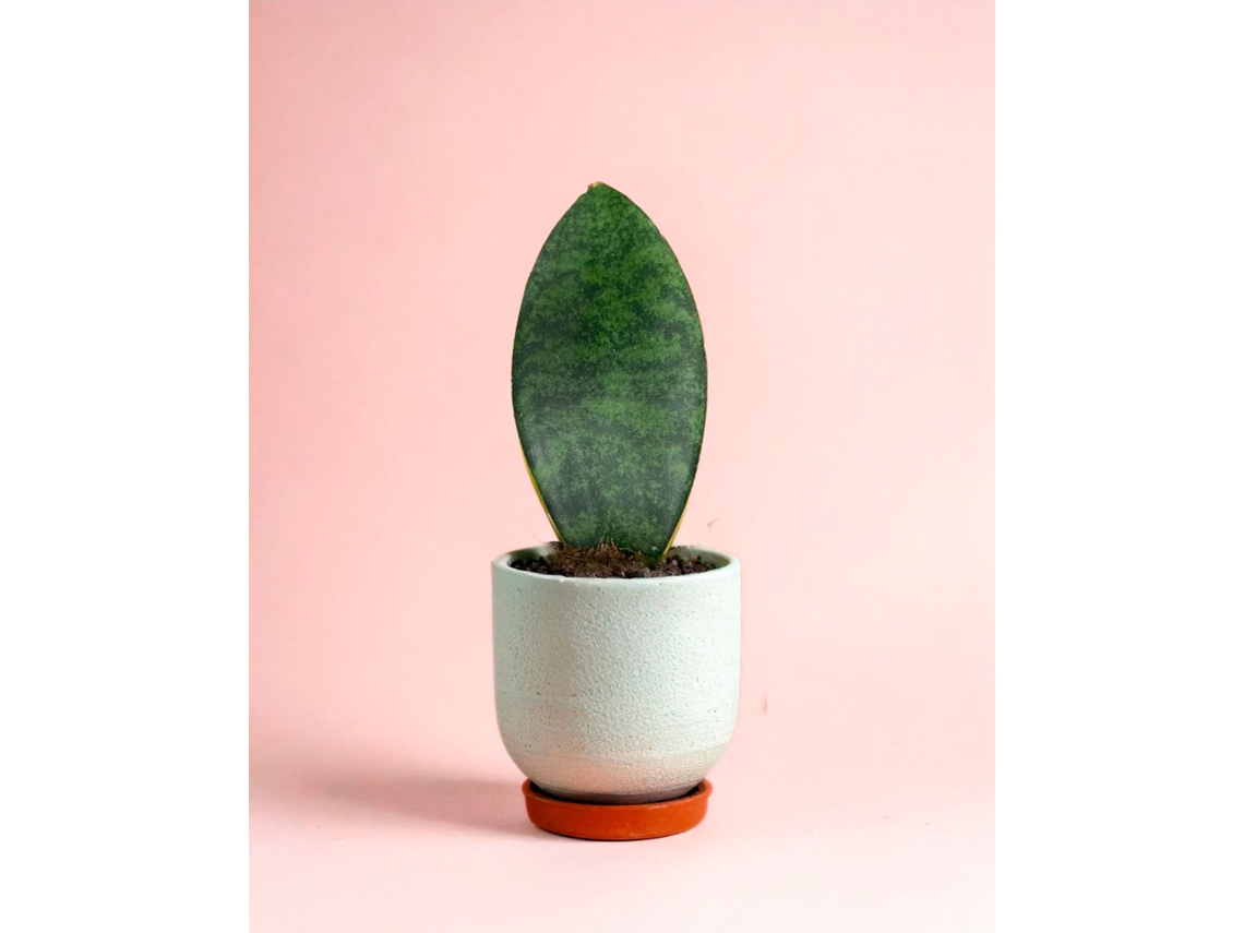 Sansevieria Trifasciata Victoria M | Planta Natural Resistente De Interior | Vaso Ø6 Cm | Pur Plant