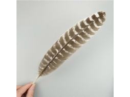 10 Penas De Águia Naturais Para Artesanato Acessórios De Chapéu Decoração Feriado Carnaval Diy 10 Unidades 25-30 Cm 10-12 Polegadas