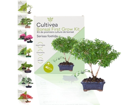 Kit Primeiro Bonsai Serissa Foetida Com Acessórios Cultivea