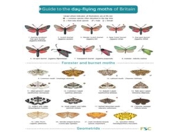 Livro Guide to the Day-Flying Moths of Britain de Richard Lewington (Inglês)