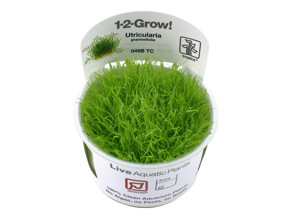 Utricularia Graminifolia