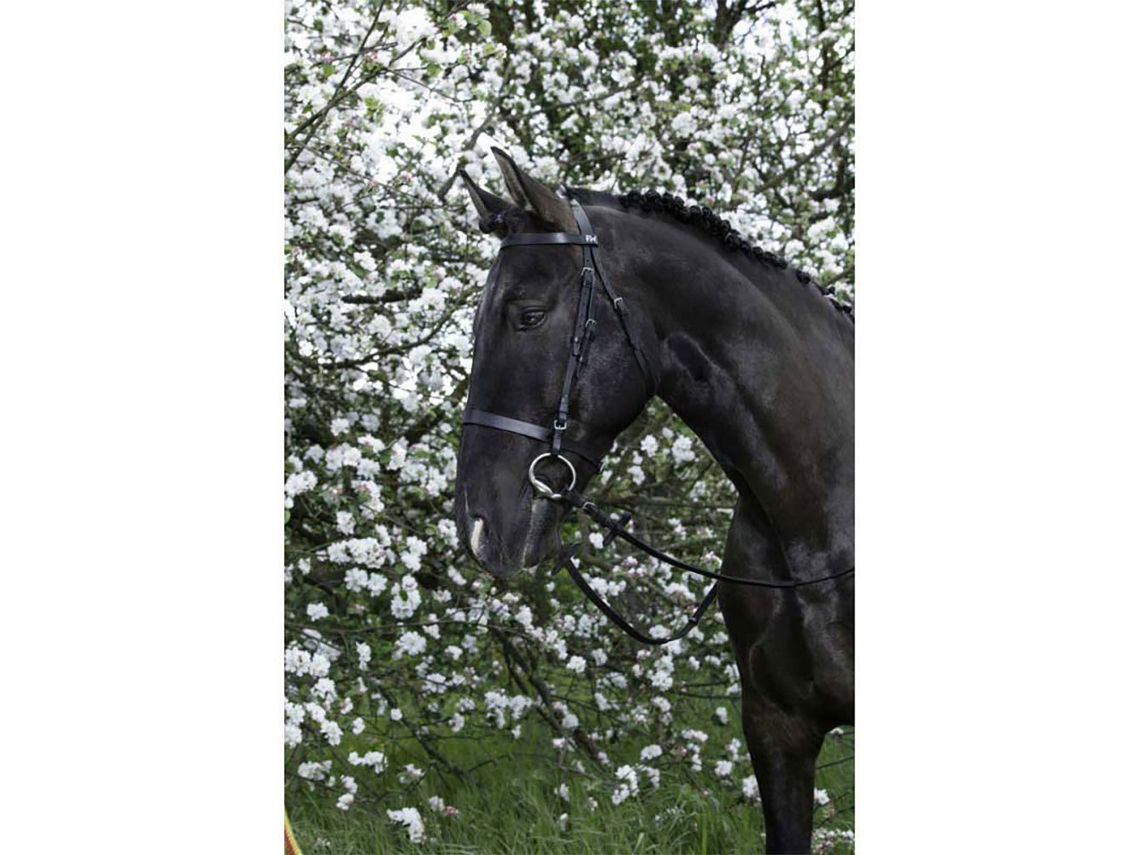 Cabeçada Francaise Verde Fullriding World