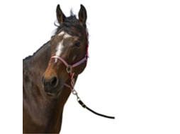 Cabeçada Nylon Soft Vermelho Fullnorton Equestrian