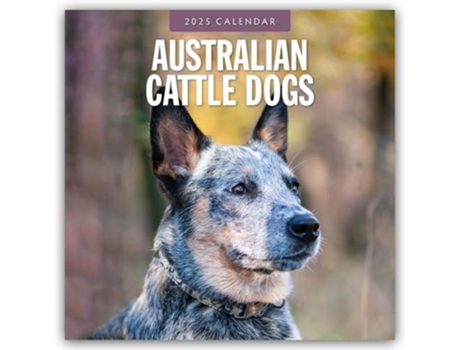 Livro Australian Cattle Dogs 2025 Square Wall Calendar de Red Robin (Inglês)