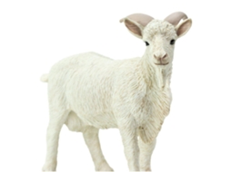 SAFARI Billy Goat