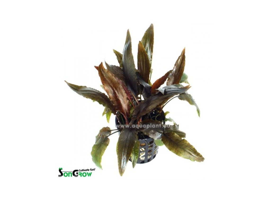 Cryptocoryne Moehlmannii