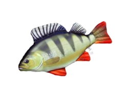 Gaby The Perch Medium