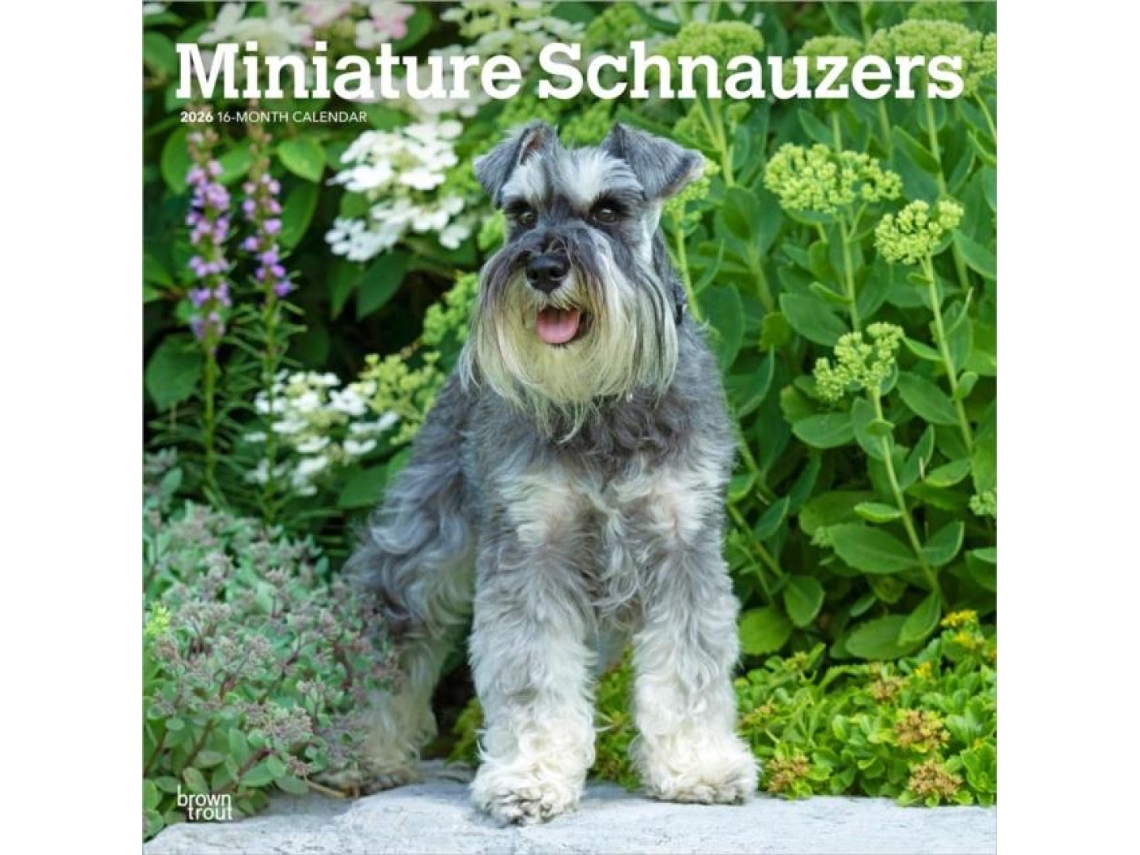 Livro Schnauzers Miniature 2026 Square Flap Calendar de BrownTrout Books (Inglês)