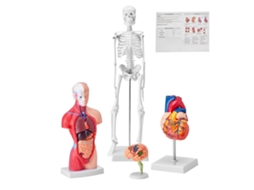Modelo Anatômico Humano Vevor Conjunto De 4 Peças Cérebro Torso Esqueleto De Coração