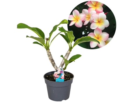 Plantas com Flores PLANT IN A BOX Plumeria Rubra Conjunto de 1 Pote 17Cm Altura 45-55Cm