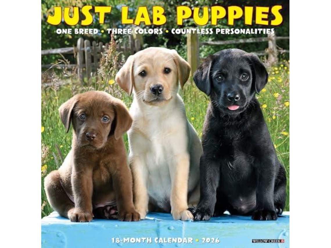 Livro Lab Puppies 2026 12 X 12 Wall Calendar de Willow Creek Press (Inglês)