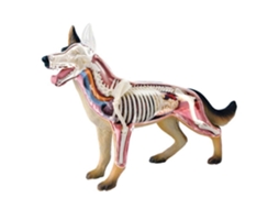 Brinquedo de Anatomia Animal 4D GOKOCO para inteligência canina, montagem e ensino