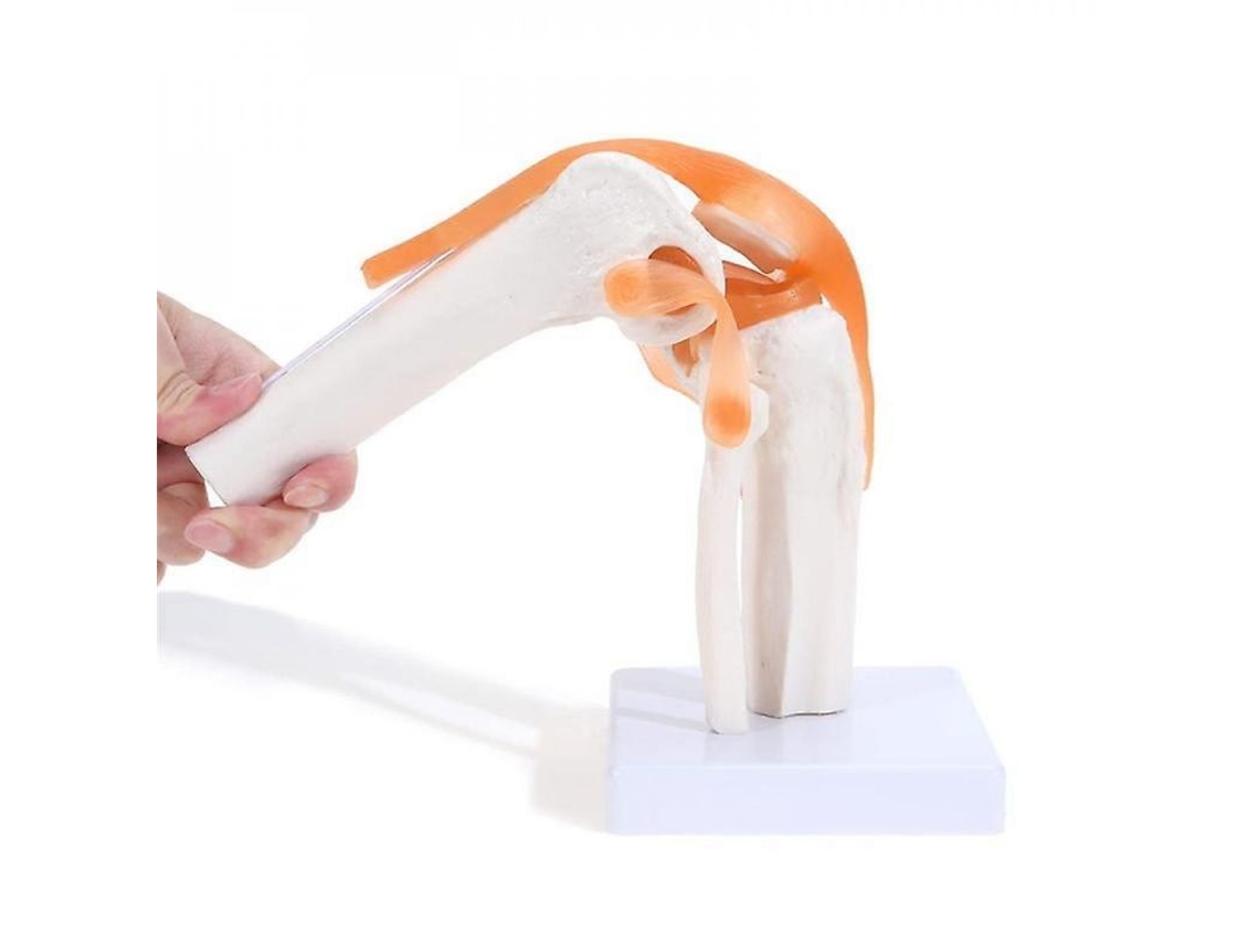 Modelo De Articulación De Rodilla Anatómico Con Ligamentos, Tamaño Real 1:1, Para Clase Y Enseñanza Científica