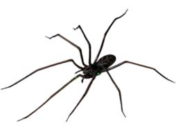 Ímã De Geladeira Multifuncional Em Formato De Aranha, Resistente E Decorativo.