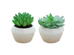 2Pcs Planta Suculenta em Vaso Criativa Pequenos Ornamentos NEVEANCE