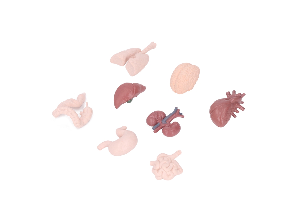 Mali modelo de Órgãos Humanos Anatomia Corporal Ferramenta Educacional Brinquedo Ciência Infantil