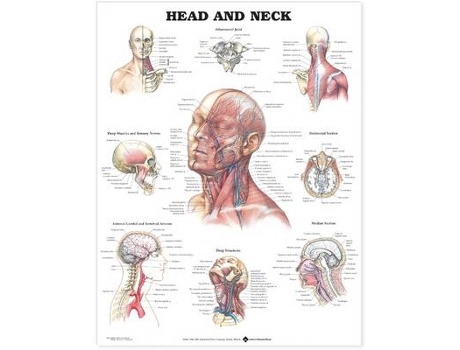 Livro head and neck anatomical chart de prepared for publication by anatomical chart company (inglês)