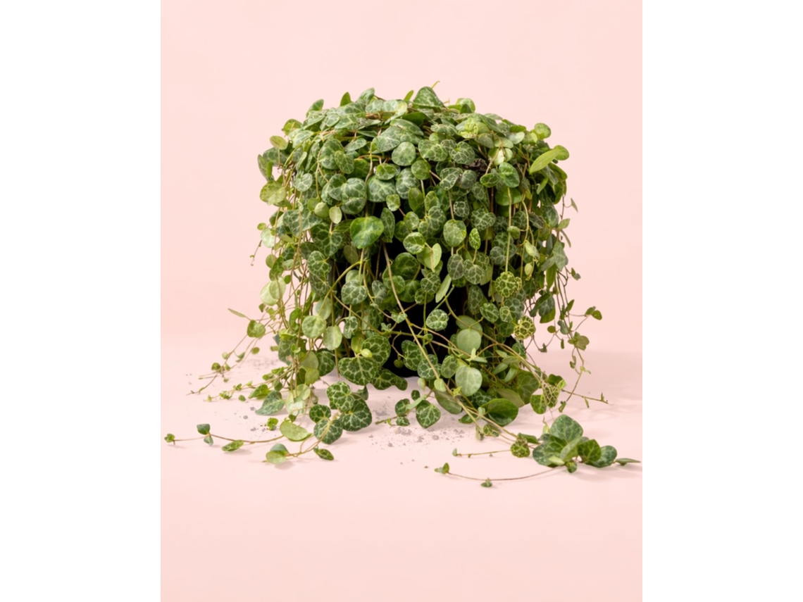 Peperomia Prostrata 12 Cm | Colar De Tartarugas | Pur Plant